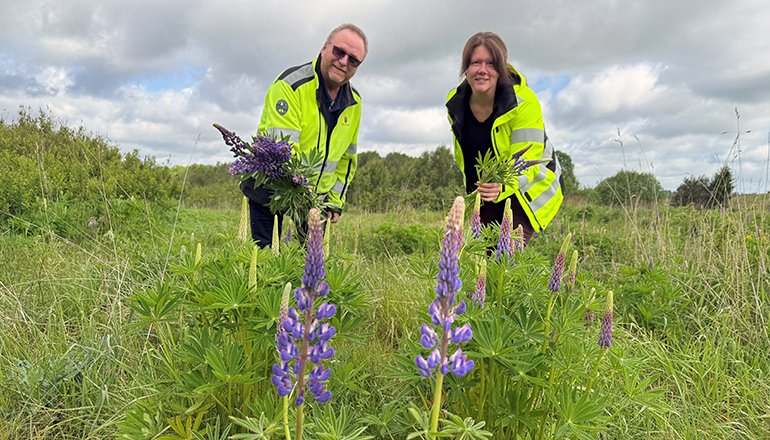 En man och en kvinna i varselkläder visar upp blomsterlupiner på ett fält.
