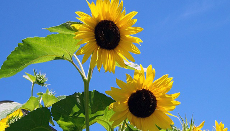 Två solrosor fotograferade underifrån mot en klarblå himmel.